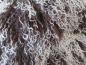 Preview: TL-001   Tibetlamm verschiedene Farben
