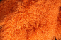 Preview: TL-001   Tibetlamm verschiedene Farben