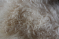 Preview: TL-001   Tibetlamm verschiedene Farben