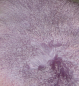Preview: TL-001   Tibetlamm verschiedene Farben