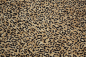 Preview: UPH-086   Leopard