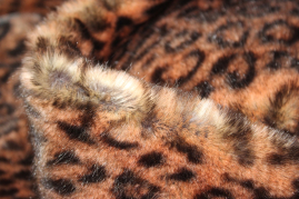 PLÜ-1528   Plüsch Leopard Apricotbraun