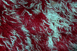 TL-001   Tibetlamm verschiedene Farben